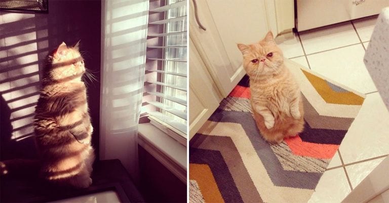 Hagas lo que hagas, este gato se pondrá de pie y te juzgará sin que puedas evitarlo