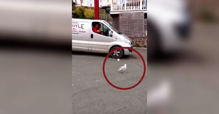 gaviota bailando dest