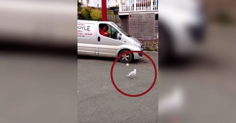 Alucina con el espectáculo que monta una gaviota para conseguir comida