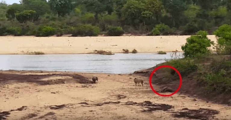 Un león intenta a atacar a un hipopótamo herido y aparece un héroe inesperado