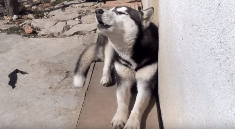 El extraño caso del husky que sabía idiomas
