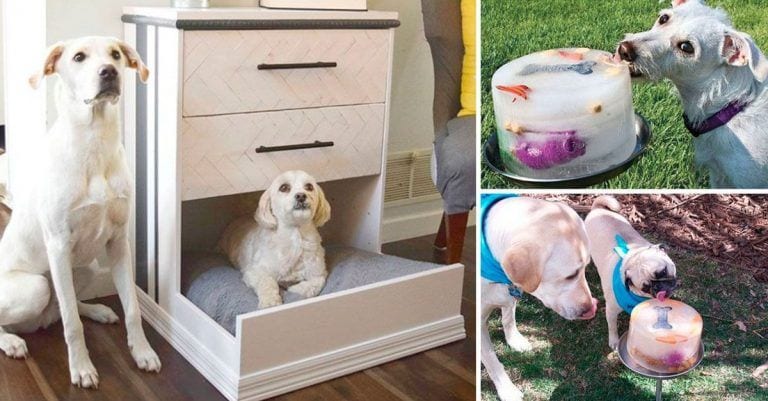 23 ideas geniales para hacer feliz a tu perro