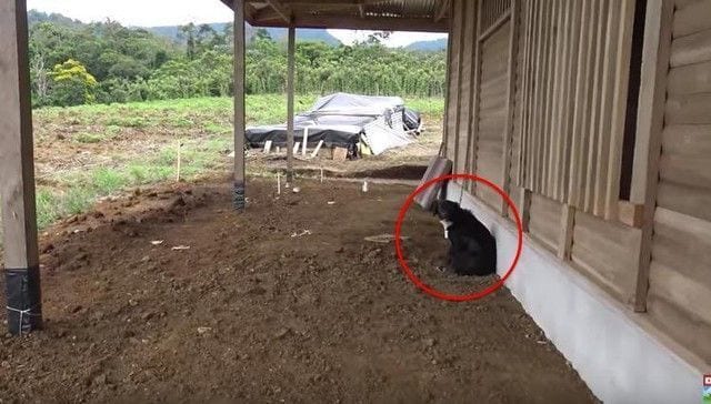 perro abandonado porche4