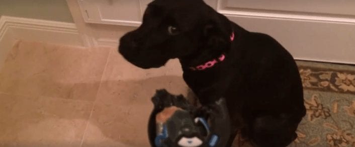 «¿Quién se ha comido el mando?» Este perro necesita urgentemente un abogado