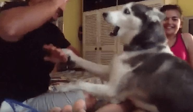 Un husky nos enseña cómo hay que reaccionar ante una situación de violencia