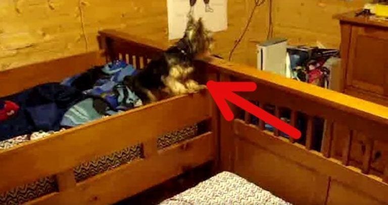 Si no puedes dormir, este perro te da la solución con la que caerás rendido