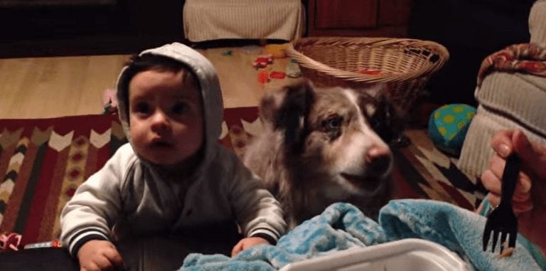 Intenta que su hijo aprenda a decir mamá y lo acaba diciendo su perro