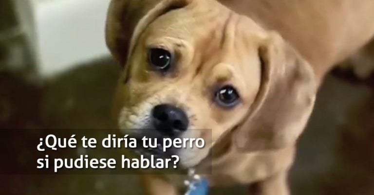 Esto es lo que te diría tu perro si pudiese hablar