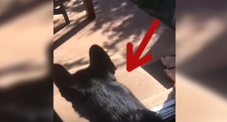 Este perro ha olvidado algo. Cuando veas qué es, te vas a partir de risa
