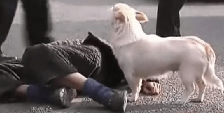La actitud de este perro cuando su humano se desmaya hará que se te salten las lágrimas