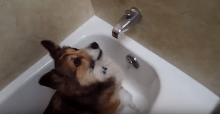 perro loco ducha