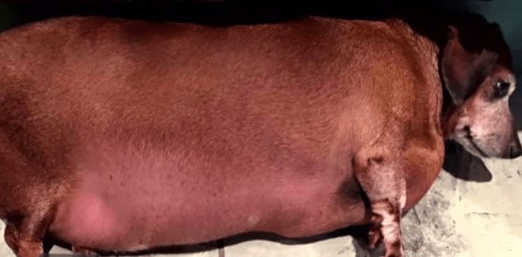 Rescatan a un perro obeso después de años alimentado con comida basura