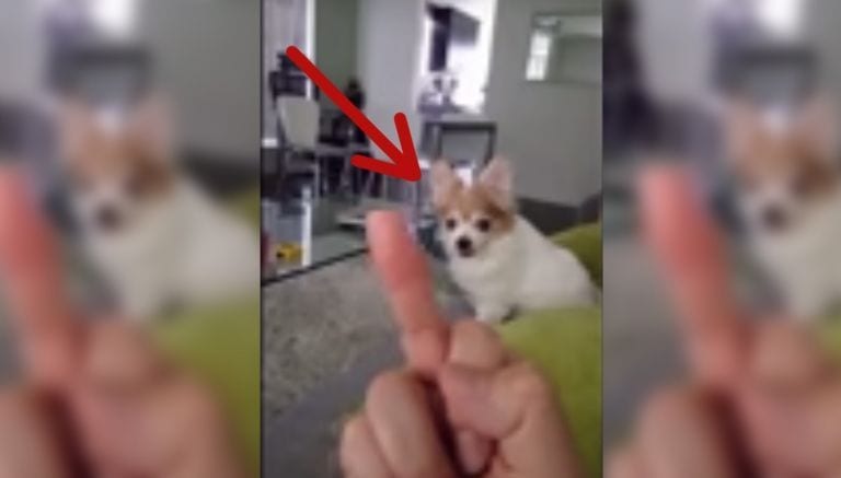 No te pierdas la reacción de su perro cuando le hacen un gesto maleducado