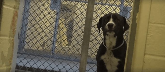 perro rescatado alegre4