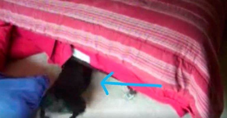 Este perro sabe diferenciar muy bien lo que ama de lo que odia, ¡te vas a reír!