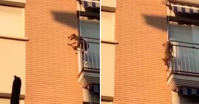 perro salta balcon
