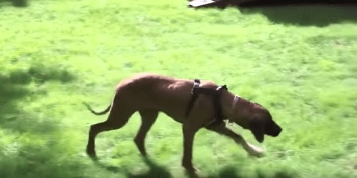 perro salvado matadero2