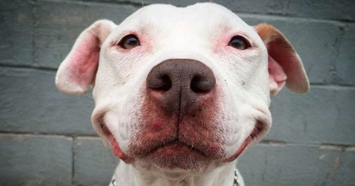 perro sonrisa eterna