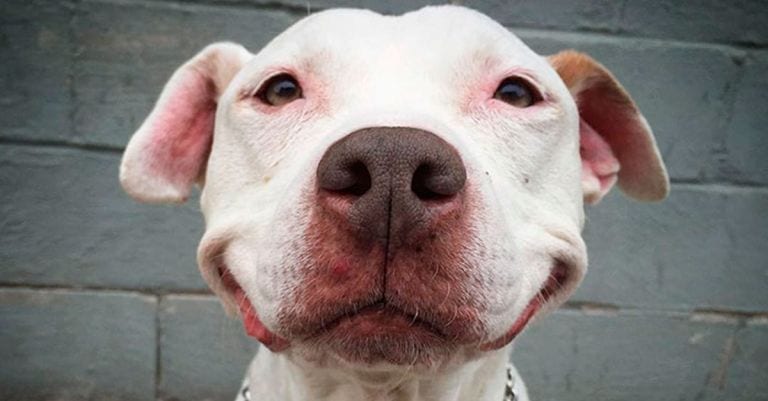 Después de ser rescatado, este perro es tan feliz que no puede parar de sonreír