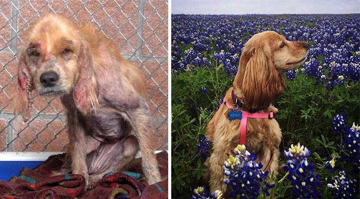 10 fotos del antes y el después de perros rescatados que hablan por sí mismas