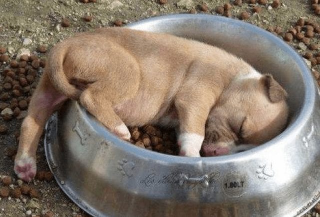 perros aprendiendo13