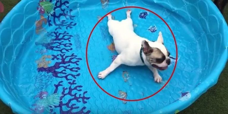 A este perro le gusta tanto su piscina que no le importa que le falte algo esencial