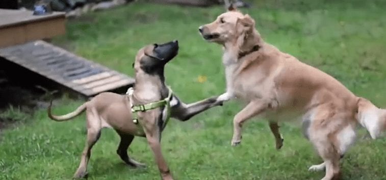 Emociónate con las reacciones de estos perros rescatados al hacer cosas por primera vez