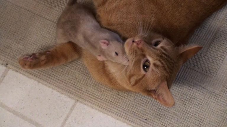 Una rata se acerca a un gato y juntos desmotan todos los mitos