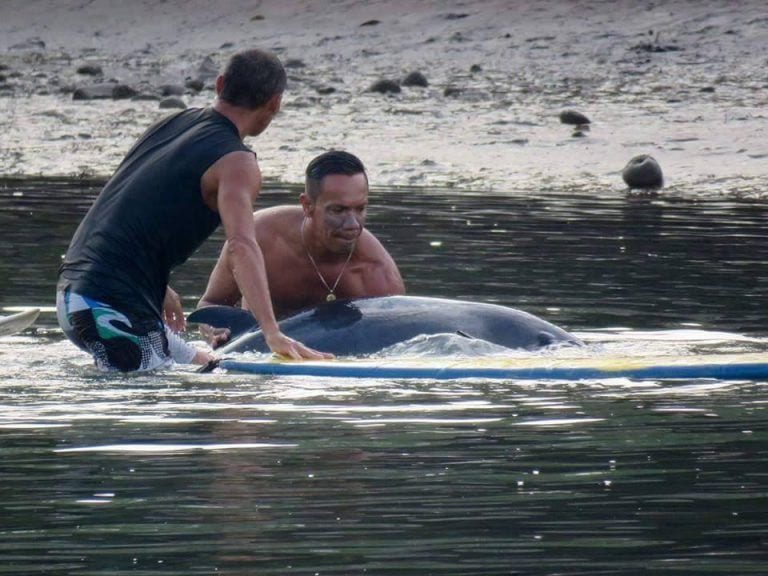 Fueron a hacer surf y acabaron salvando a una cría de ballena