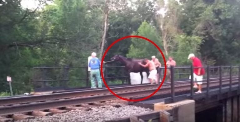 El rescate de esta yegua atrapada en la vía te pondrá los pelos de punta