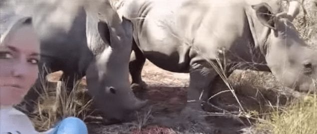 rinoceronte besos12