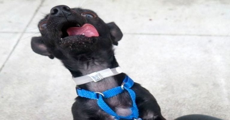 La loca sesión de fotos de este perro logró que lo adoptaran en tiempo récord