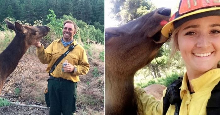 alce abandonado bomberos