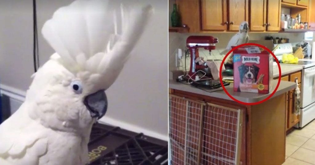 cacatua racopilacion 00