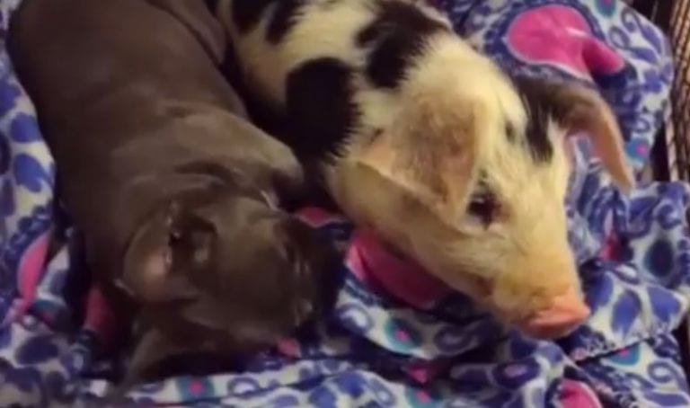 Un cerdito rescatado encuentra a la mejor amiga que podría desear