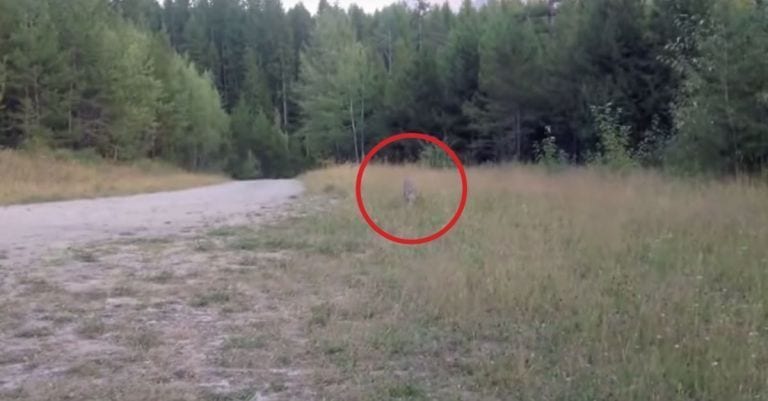 Esto es exactamente lo que debes hacer si te encuentras con un gran felino cara a cara