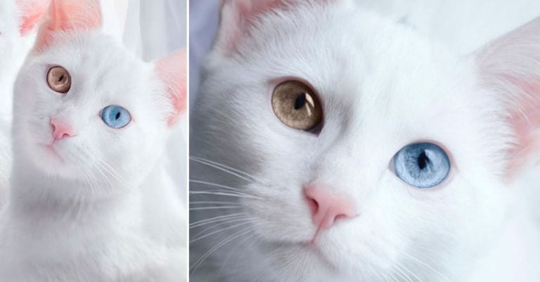 Solo hay una cosa que puede competir con la belleza de esta gata: su gemela