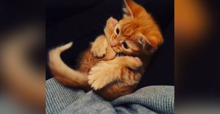 Solo es un gatito, pero va a hacer que tu día mejore en 15 segundos