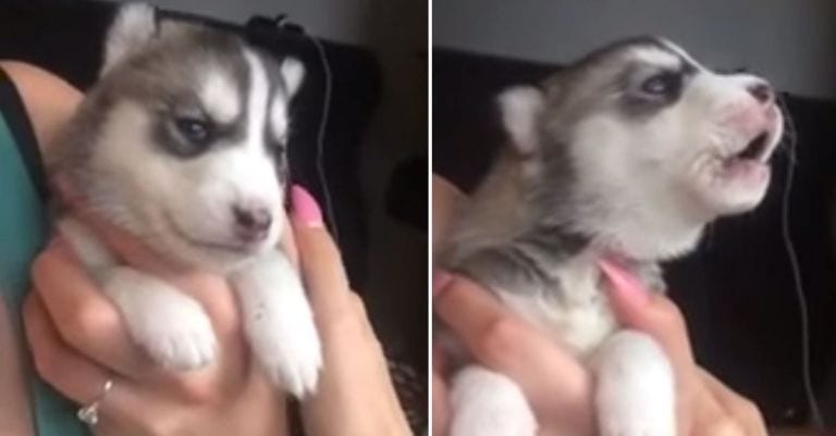 Cuando veas a este cachorro aprendiendo a aullar, te vas a derretir de amor