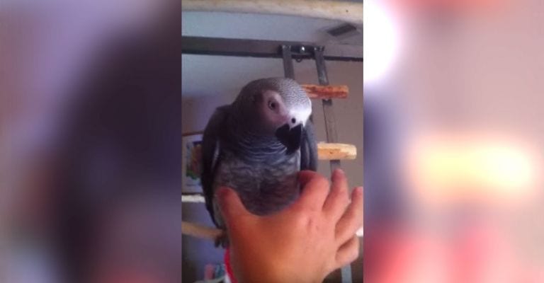 El sonido que hace este loro cada vez que lo tocan te hará dudar de si es de verdad