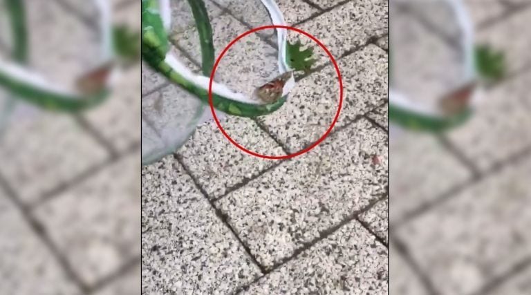 Quería liberar a la mariposa con su mejor intención, pero la naturaleza tenía otros planes