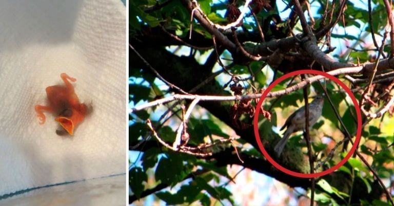 Encuentran un polluelo y le hacen una foto cada día hasta que consiguen liberarlo