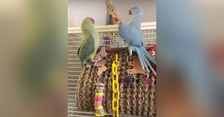 Estos dos periquitos parecen humanos manteniendo una conversación