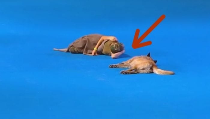 perro espectaculo destacada