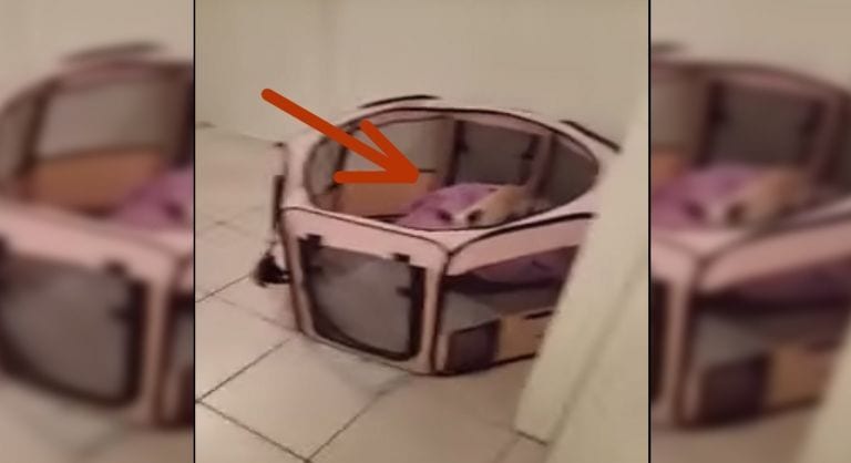 Un gato se convierte en héroe al liberar a un chihuahua de su cesta