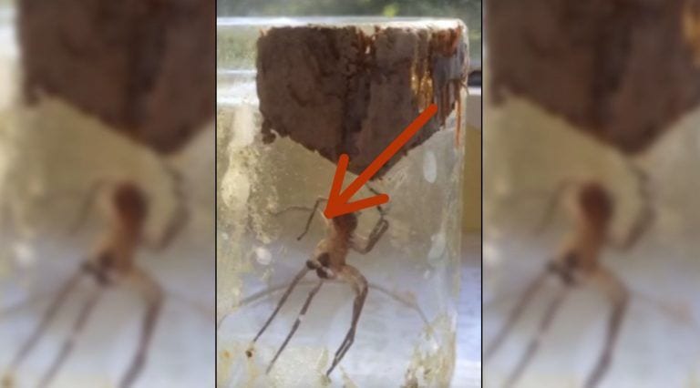 Atraparon una enorme araña en un bote de cristal y no podían creer lo que empezó a hacer