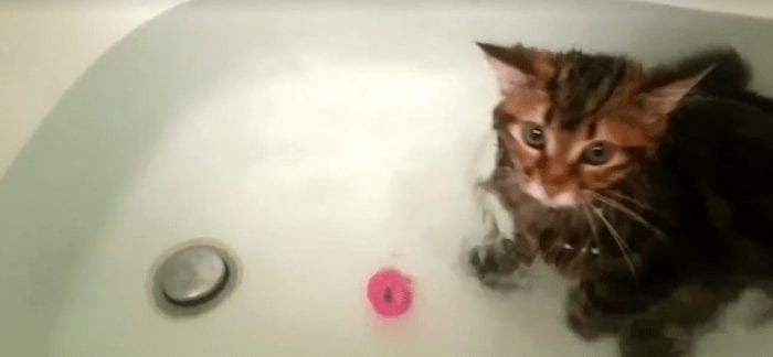 agua gatos