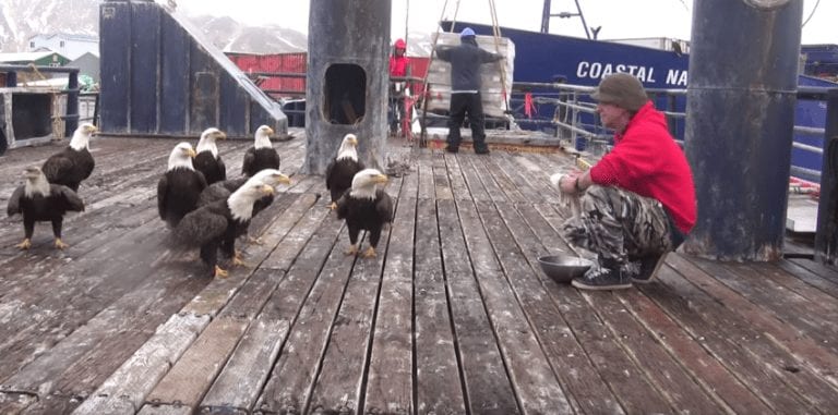 Un pescador da de comer a unas águilas y cuando la cámara gira… ¡la escena es inquietante!