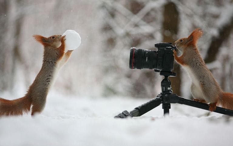 15 imágenes que demuestran que las ardillas son las artistas del mundo animal