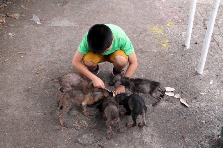 Un niño crea un centro de rescate para animales y salva decenas de vidas